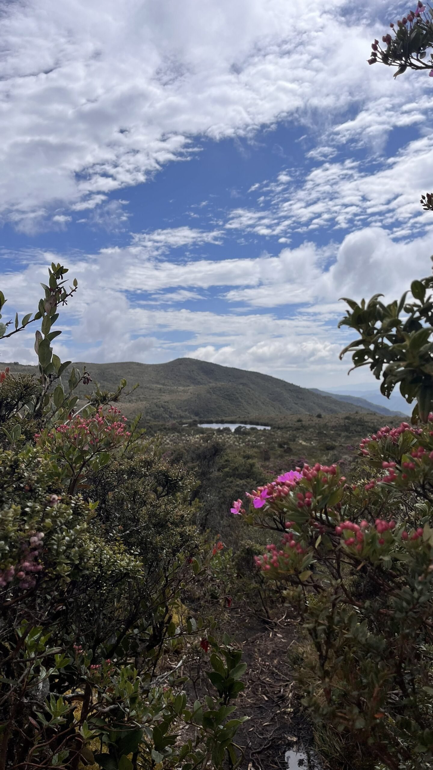 landscape with flowera and an andean lake